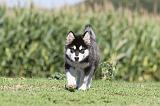 ALASKAN MALAMUTE 023